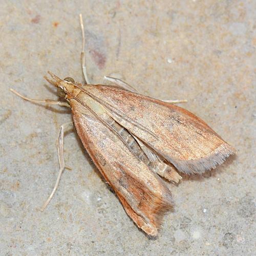 Réf. 289 571 : Udea ferrugalis